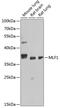 Myeloid leukemia factor 1 antibody, 14-923, ProSci, Western Blot image 