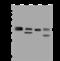 FPS antibody, 201252-T44, Sino Biological, Western Blot image 