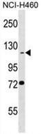 BEN Domain Containing 3 antibody, AP50364PU-N, Origene, Western Blot image 