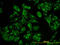 Acyl-CoA Binding Domain Containing 3 antibody, LS-B10050, Lifespan Biosciences, Immunofluorescence image 