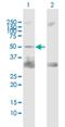 Protein Tyrosine Phosphatase Non-Receptor Type 11 antibody, H00005781-B02P, Novus Biologicals, Western Blot image 