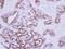 Nodal Growth Differentiation Factor antibody, GTX106644, GeneTex, Immunohistochemistry paraffin image 