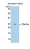 RalA-binding protein 1 antibody, LS-C298606, Lifespan Biosciences, Western Blot image 