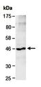 KDEL  antibody, orb67022, Biorbyt, Western Blot image 