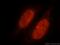 SAFB-like transcription modulator antibody, 17889-1-AP, Proteintech Group, Immunofluorescence image 