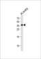 Gonadotropin Releasing Hormone Receptor antibody, LS-C159751, Lifespan Biosciences, Western Blot image 