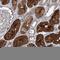 AKNA Domain Containing 1 antibody, HPA030272, Atlas Antibodies, Immunohistochemistry paraffin image 