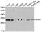 Serine And Arginine Rich Splicing Factor 1 antibody, MBS126459, MyBioSource, Western Blot image 