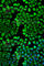 Histamine N-Methyltransferase antibody, A2520, ABclonal Technology, Immunofluorescence image 