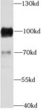 CD19 antibody, FNab09868, FineTest, Western Blot image 