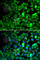 SARS antibody, A6733, ABclonal Technology, Immunofluorescence image 