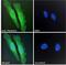 Pleckstrin antibody, LS-B3236, Lifespan Biosciences, Immunofluorescence image 