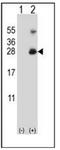 Ring Finger Protein 11 antibody, AP53683PU-N, Origene, Western Blot image 
