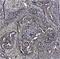 CD44 antibody, MCA1730F, Bio-Rad (formerly AbD Serotec) , Flow Cytometry image 