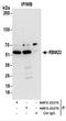 RNA Binding Motif Protein 22 antibody, NBP2-22276, Novus Biologicals, Immunoprecipitation image 