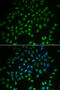 Heart And Neural Crest Derivatives Expressed 2 antibody, 22-655, ProSci, Immunofluorescence image 