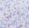Neurokinin 1 Receptor antibody, NB300-101, Novus Biologicals, Immunohistochemistry frozen image 