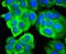 Ribosomal Protein SA antibody, NBP2-67117, Novus Biologicals, Immunofluorescence image 
