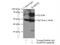 Rabaptin, RAB GTPase Binding Effector Protein 2 antibody, 14625-1-AP, Proteintech Group, Immunoprecipitation image 