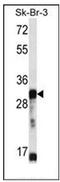 Olfactory Receptor Family 5 Subfamily D Member 13 (Gene/Pseudogene) antibody, AP53088PU-N, Origene, Western Blot image 
