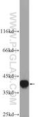 Heterogeneous Nuclear Ribonucleoprotein A3 antibody, 25142-1-AP, Proteintech Group, Western Blot image 