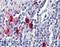 Pyridoxal Phosphatase antibody, 42-831, ProSci, Western Blot image 