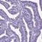 Sperm Flagellar 1 antibody, NBP2-14707, Novus Biologicals, Immunohistochemistry paraffin image 