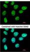 Zinc Finger Protein 503 antibody, NBP2-21021, Novus Biologicals, Immunofluorescence image 