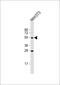 Transcription Factor CP2 antibody, MBS9215743, MyBioSource, Western Blot image 