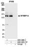 MYB Binding Protein 1a antibody, A301-327A, Bethyl Labs, Immunoprecipitation image 