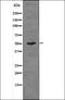 Abl Interactor 1 antibody, orb336025, Biorbyt, Western Blot image 