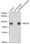 AT-Rich Interaction Domain 3A antibody, 23-092, ProSci, Immunoprecipitation image 