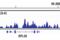 Histone H3 antibody, 27683S, Cell Signaling Technology, Chromatin Immunoprecipitation image 