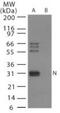 Influenza A H6N1 Nucleoprotein antibody, PA1-41060, Invitrogen Antibodies, Western Blot image 