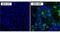 Green Renilla luciferase antibody, PA1-180, Invitrogen Antibodies, Immunofluorescence image 