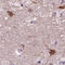 Prolactin-releasing peptide antibody, HPA014976, Atlas Antibodies, Immunohistochemistry paraffin image 