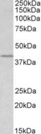 Wnt Family Member 3 antibody, AHP2268, Bio-Rad (formerly AbD Serotec) , Enzyme Linked Immunosorbent Assay image 