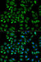 Haptoglobin antibody, 15-415, ProSci, Immunofluorescence image 