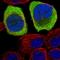 Astrotactin 2 antibody, HPA027035, Atlas Antibodies, Immunofluorescence image 