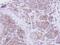 Semaphorin 7A (John Milton Hagen Blood Group) antibody, NBP1-32699, Novus Biologicals, Immunohistochemistry frozen image 