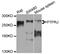 Protein Tyrosine Phosphatase Receptor Type J antibody, abx136077, Abbexa, Western Blot image 