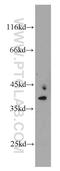Mitochondrial Ribosomal Protein S22 antibody, 10984-1-AP, Proteintech Group, Western Blot image 