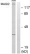 Membrane-associated guanylate kinase, WW and PDZ domain-containing protein 2 antibody, LS-C119124, Lifespan Biosciences, Western Blot image 