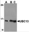 Ubiquitin Conjugating Enzyme E2 N antibody, 3373, ProSci Inc, Western Blot image 