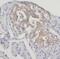 Somatostatin Receptor 3 antibody, FNab08254, FineTest, Immunohistochemistry frozen image 
