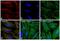 Mouse IgG (H+L) antibody, Q-11011MP, Invitrogen Antibodies, Immunofluorescence image 