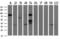 RalA Binding Protein 1 antibody, GTX83730, GeneTex, Western Blot image 