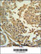 Synapsin III antibody, 62-038, ProSci, Immunohistochemistry frozen image 