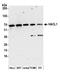 2-Hydroxyacyl-CoA Lyase 1 antibody, A305-579A-M, Bethyl Labs, Western Blot image 