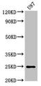 Regulator Of G Protein Signaling 2 antibody, LS-C370233, Lifespan Biosciences, Western Blot image 